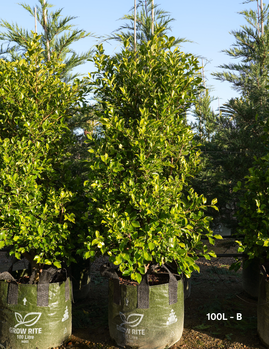 Ficus Hillii Flash - Evergreen Trees Direct