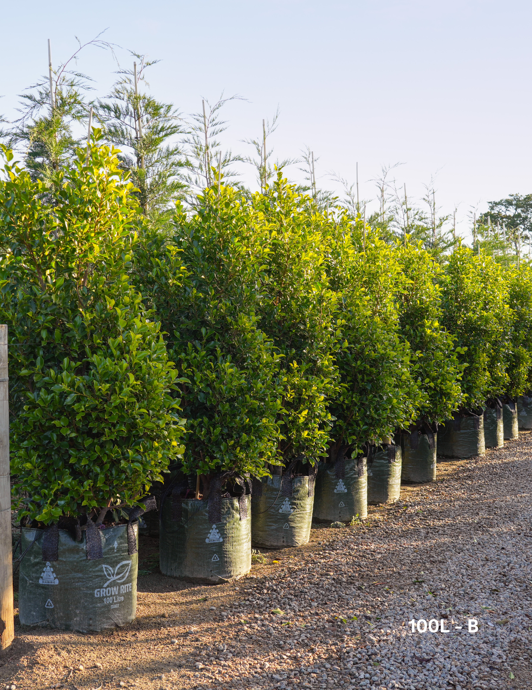 Ficus Hillii Flash - Evergreen Trees Direct