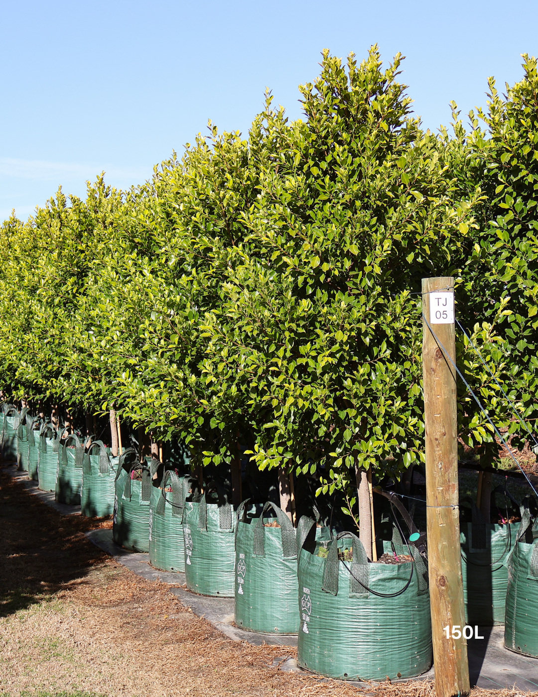 Ficus Hillii Flash - Evergreen Trees Direct