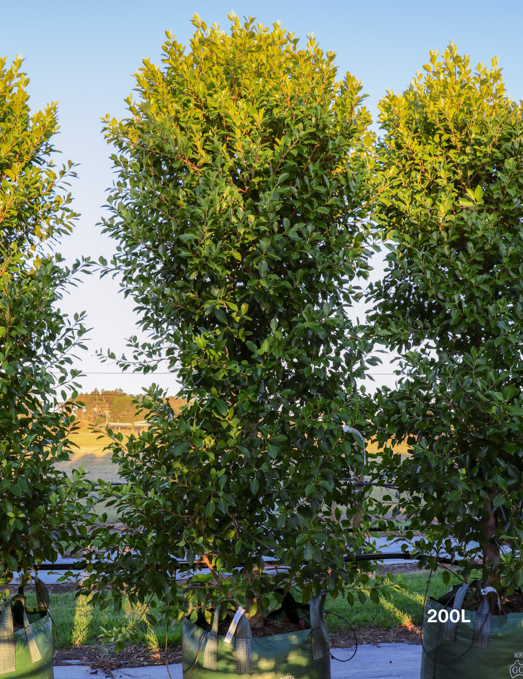 Ficus Hillii Flash - Evergreen Trees Direct