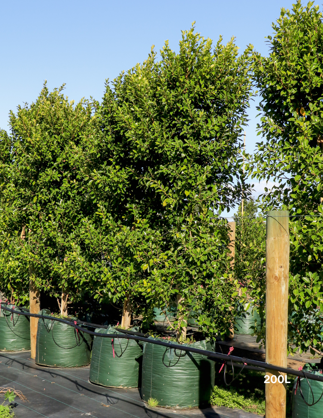 Ficus Hillii Flash - Evergreen Trees Direct