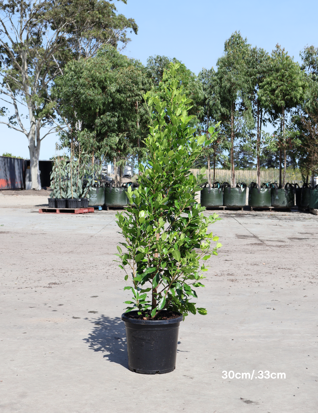 Ficus Hillii Flash - Evergreen Trees Direct