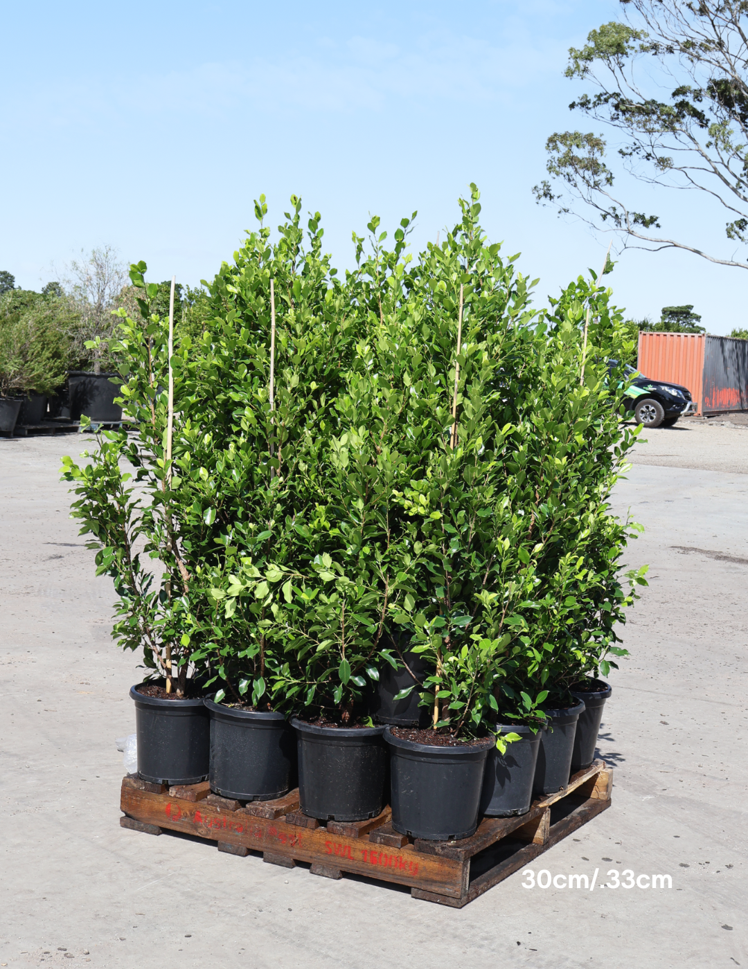 Ficus Hillii Flash - Evergreen Trees Direct