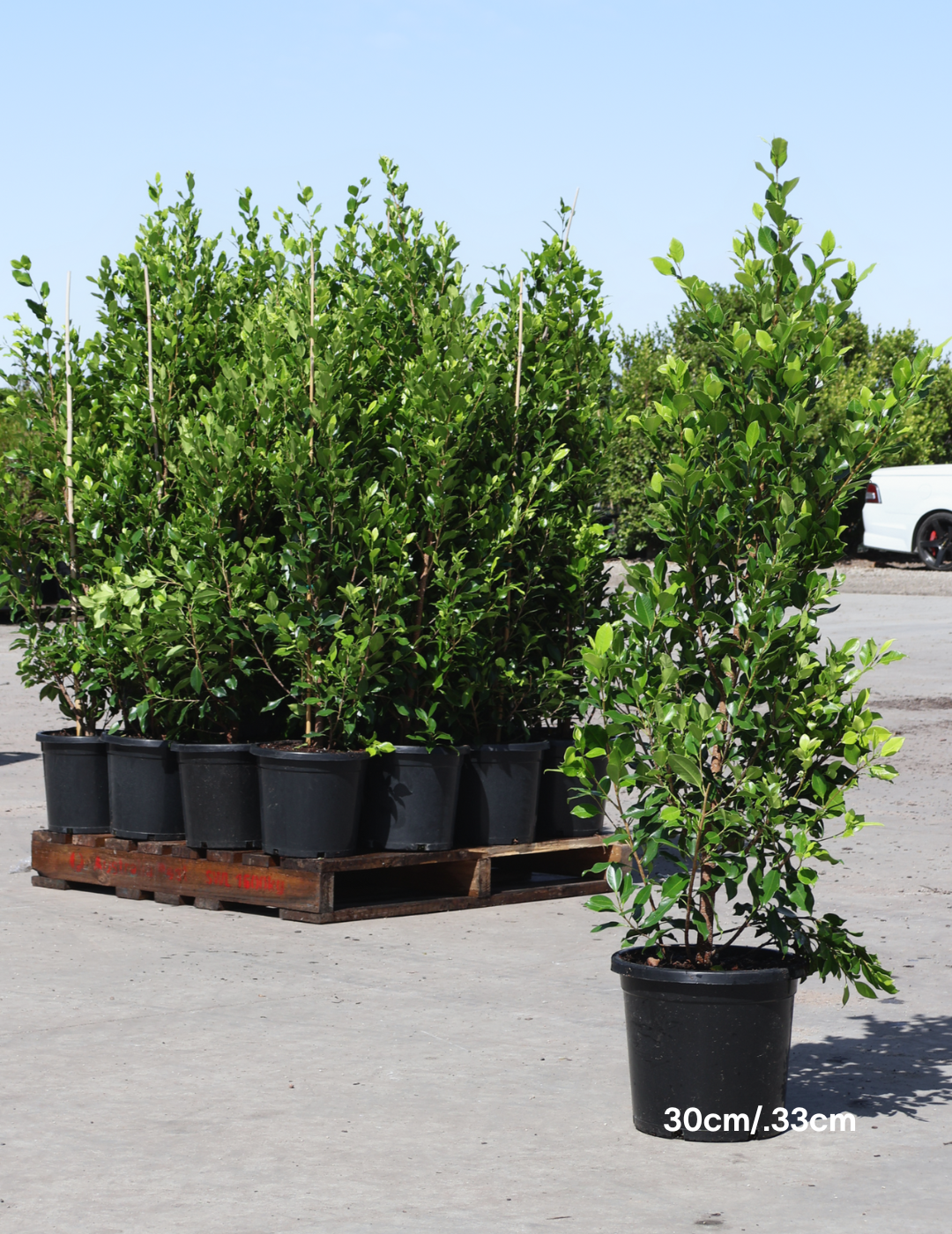 Ficus Hillii Flash - Evergreen Trees Direct