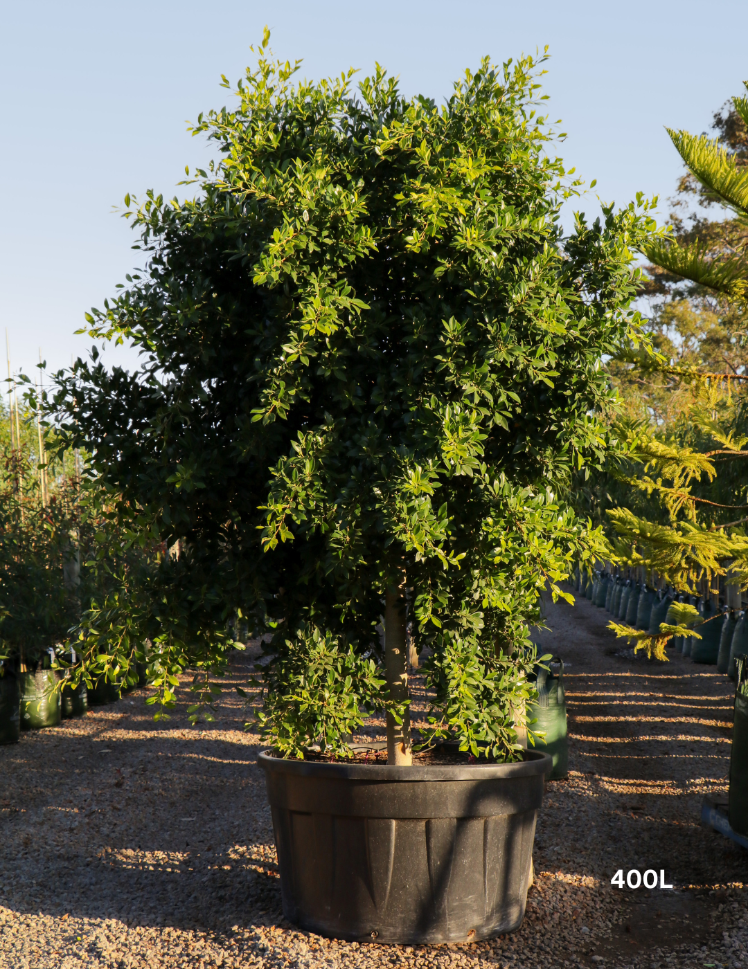 Ficus Hillii Flash - Evergreen Trees Direct