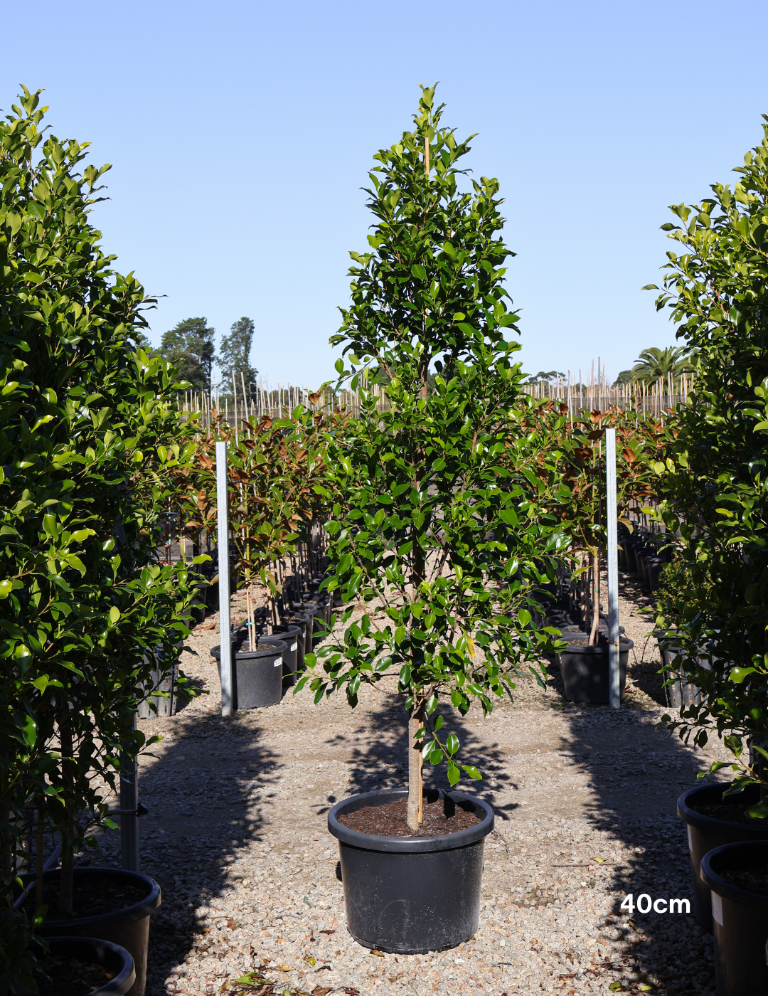 Ficus Hillii Flash - Evergreen Trees Direct