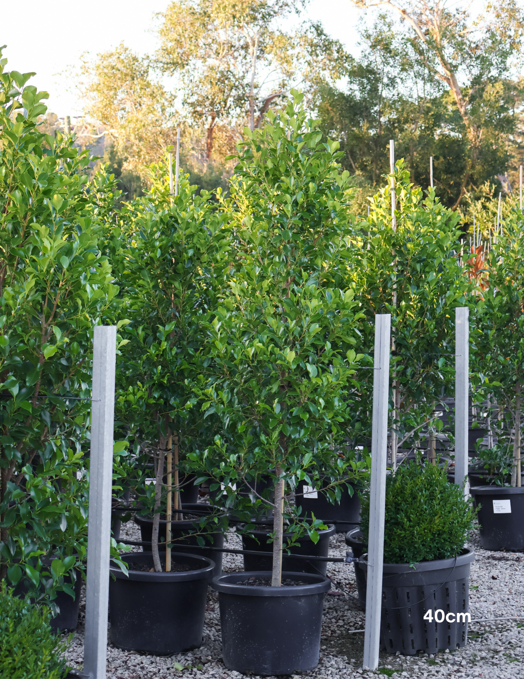 Ficus Hillii Flash - Evergreen Trees Direct
