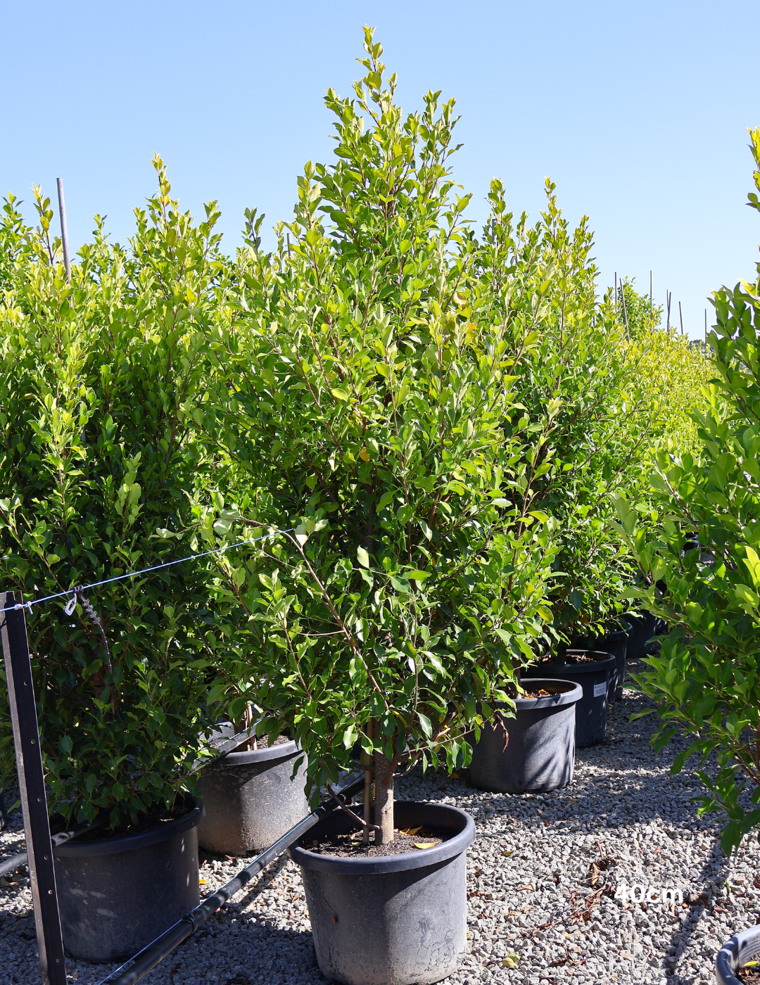 Ficus Hillii Flash - Evergreen Trees Direct