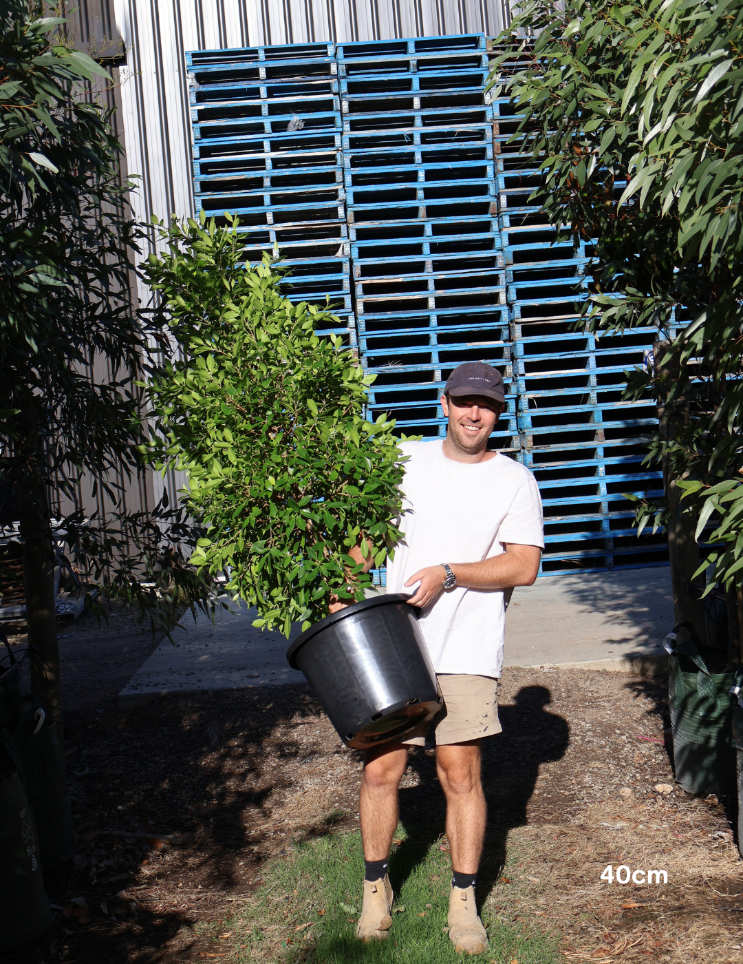 Ficus Hillii Flash - Evergreen Trees Direct