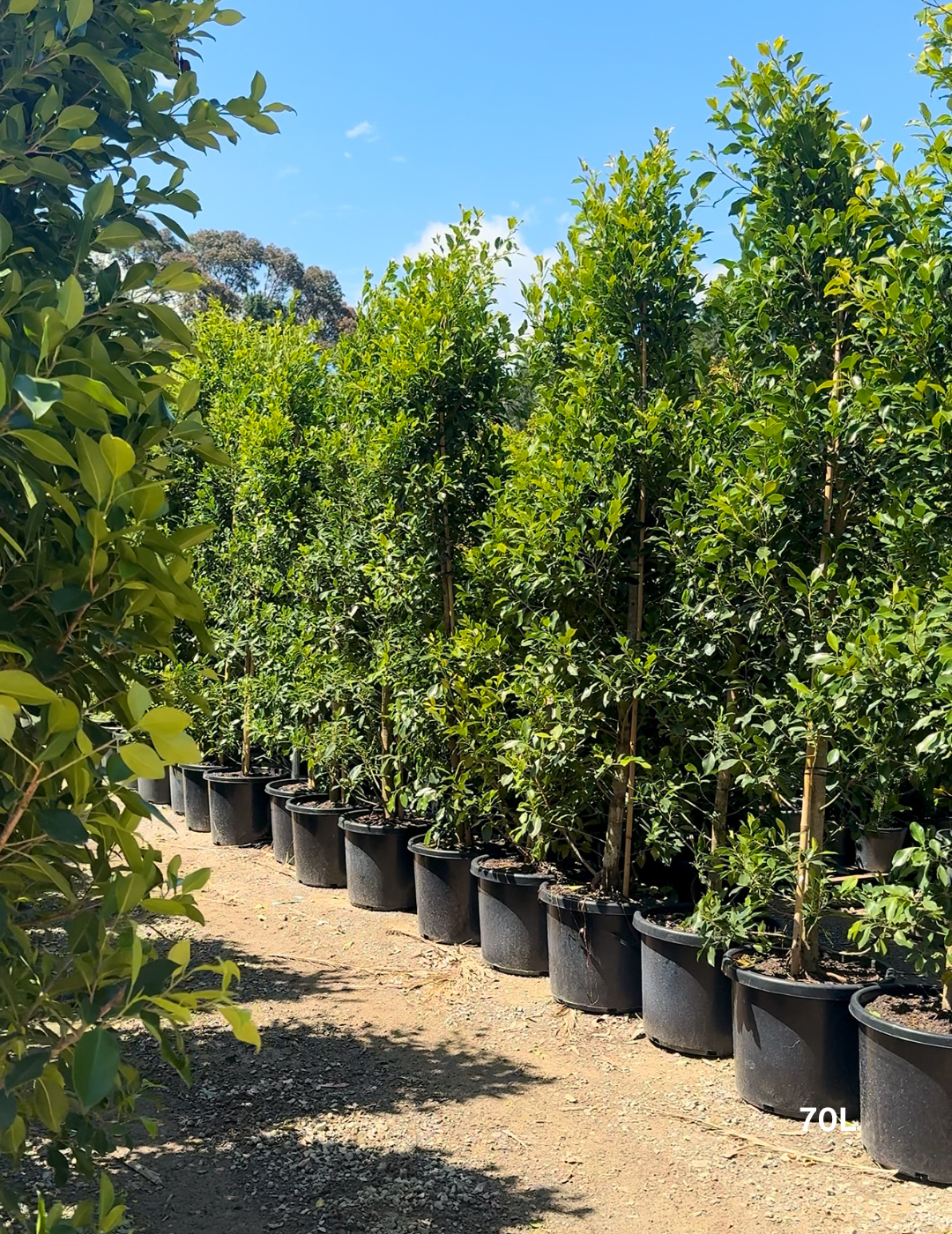 Ficus Hillii Flash - Evergreen Trees Direct