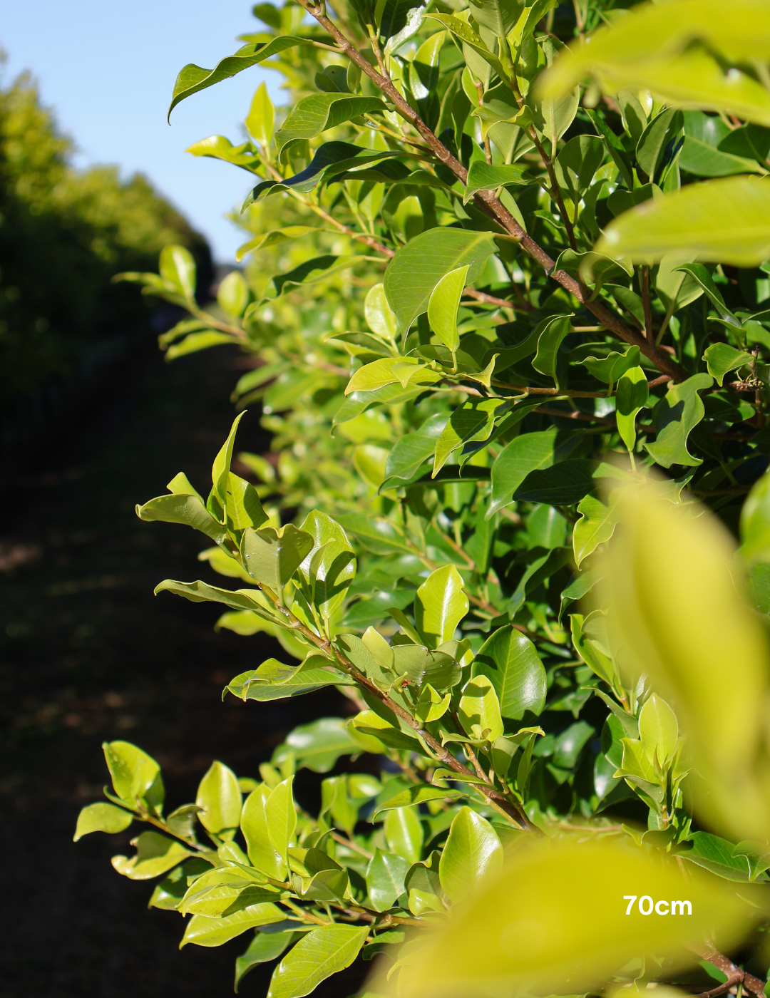Ficus Hillii Flash - Evergreen Trees Direct