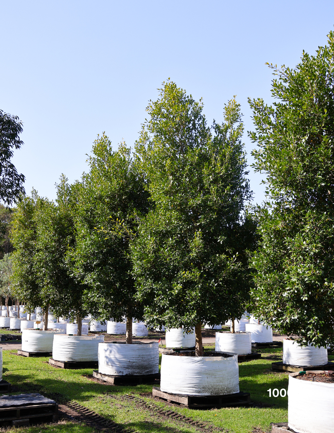 Ficus Hillii - Evergreen Trees Direct