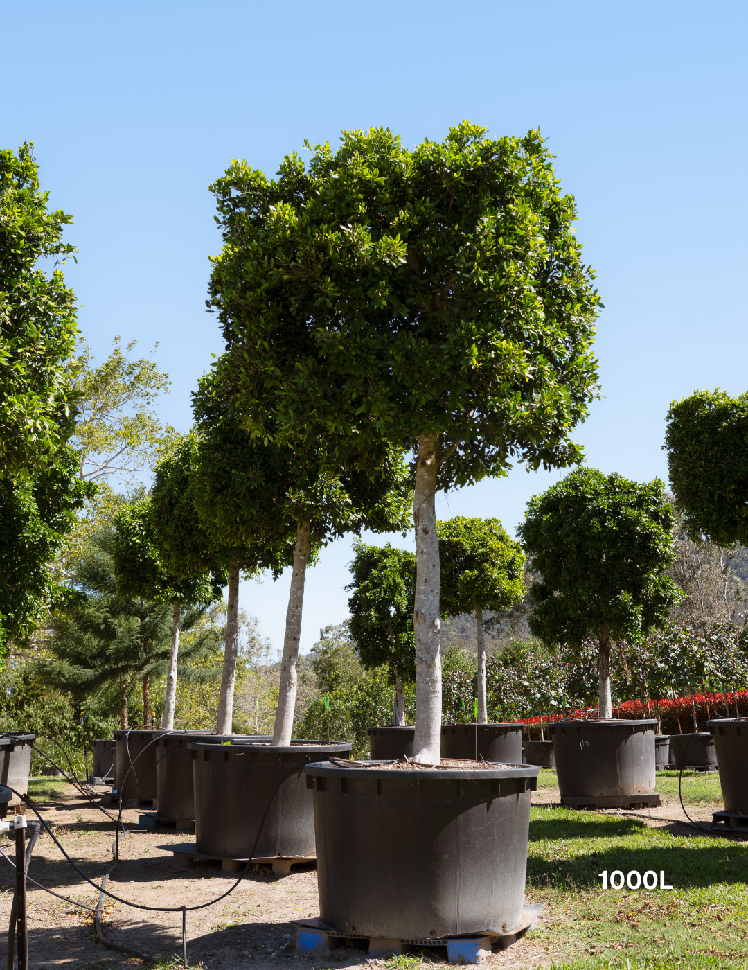 Ficus Hillii - Evergreen Trees Direct