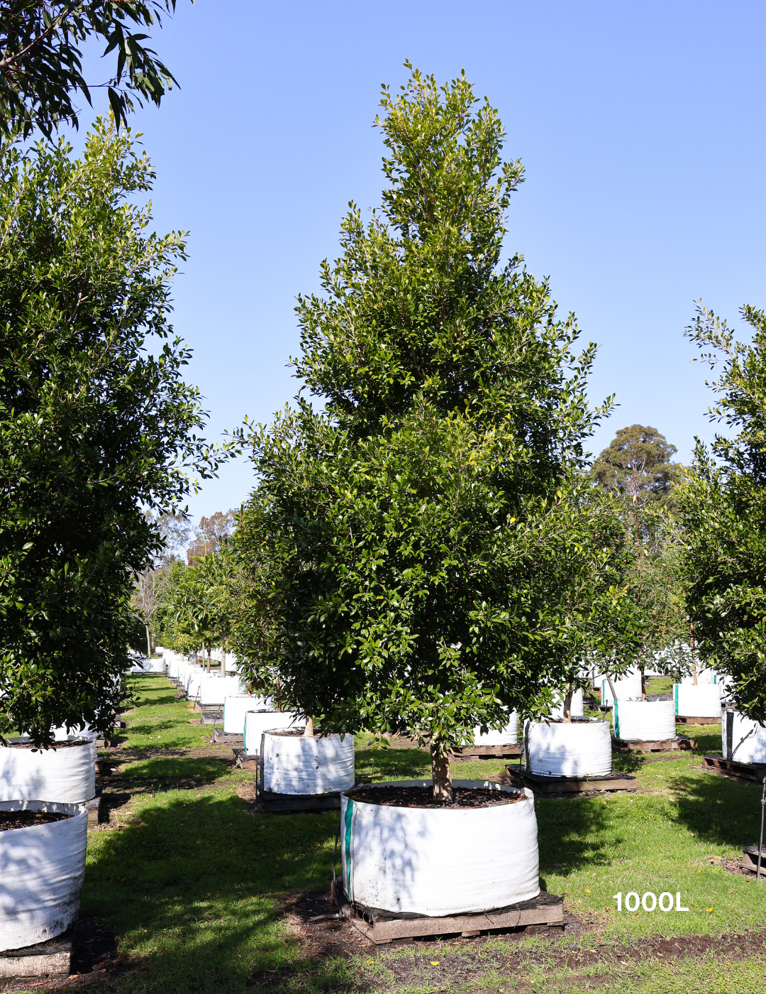 Ficus Hillii - Evergreen Trees Direct