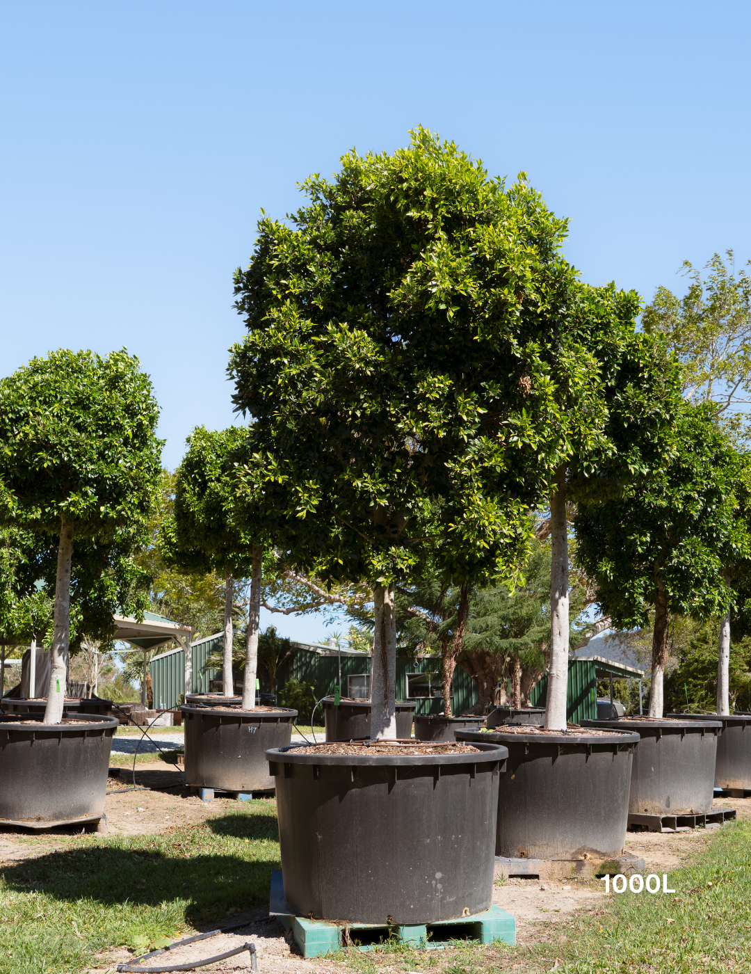 Ficus Hillii - Evergreen Trees Direct