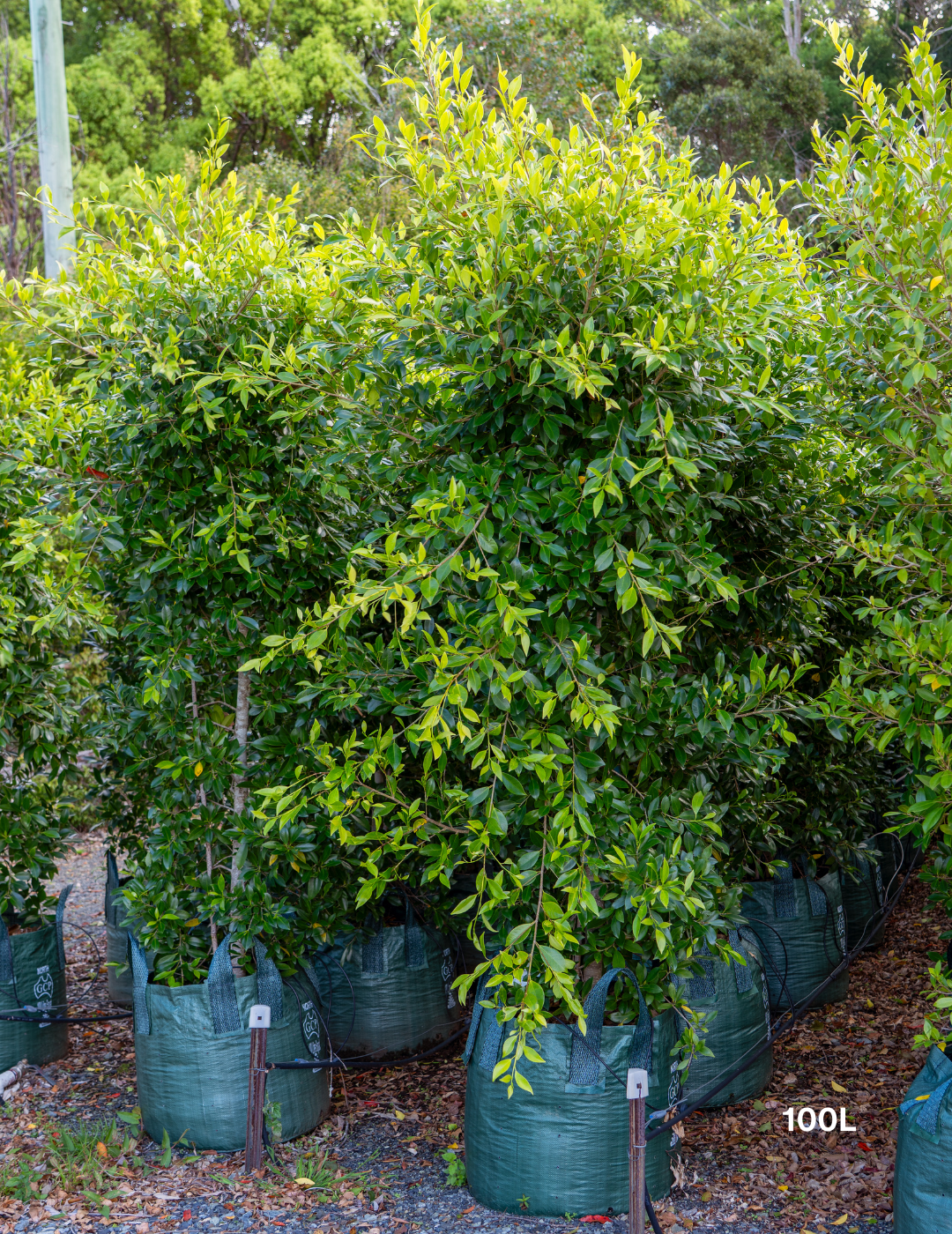 Ficus Hillii - Evergreen Trees Direct