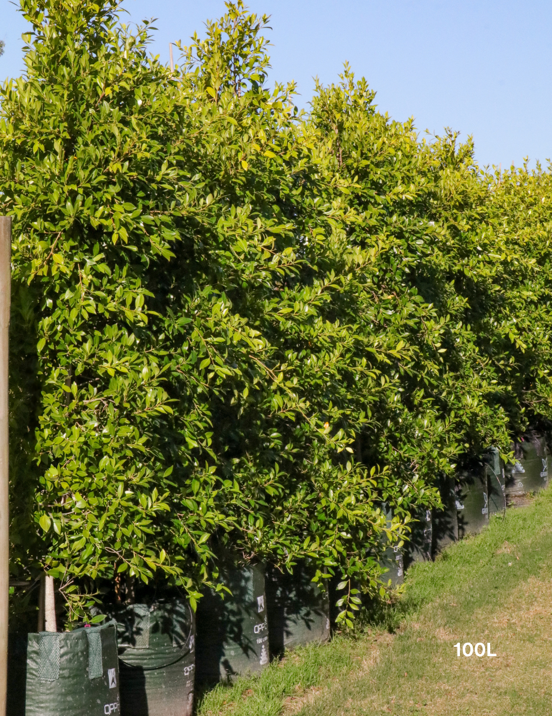 Ficus Hillii - Evergreen Trees Direct