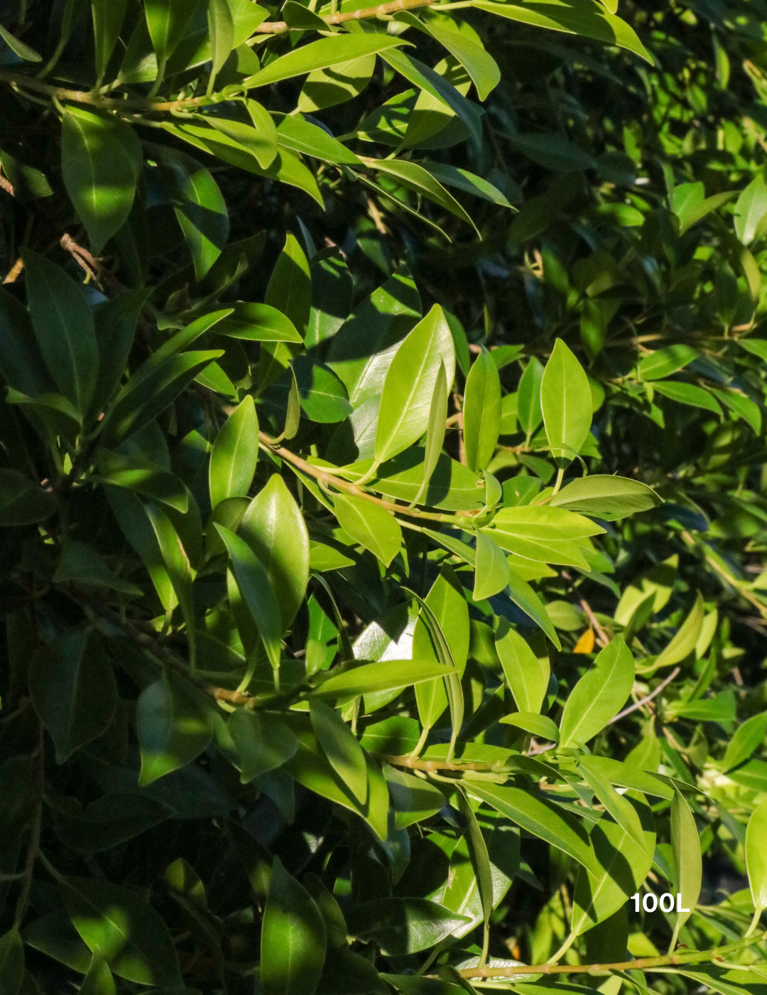 Ficus Hillii