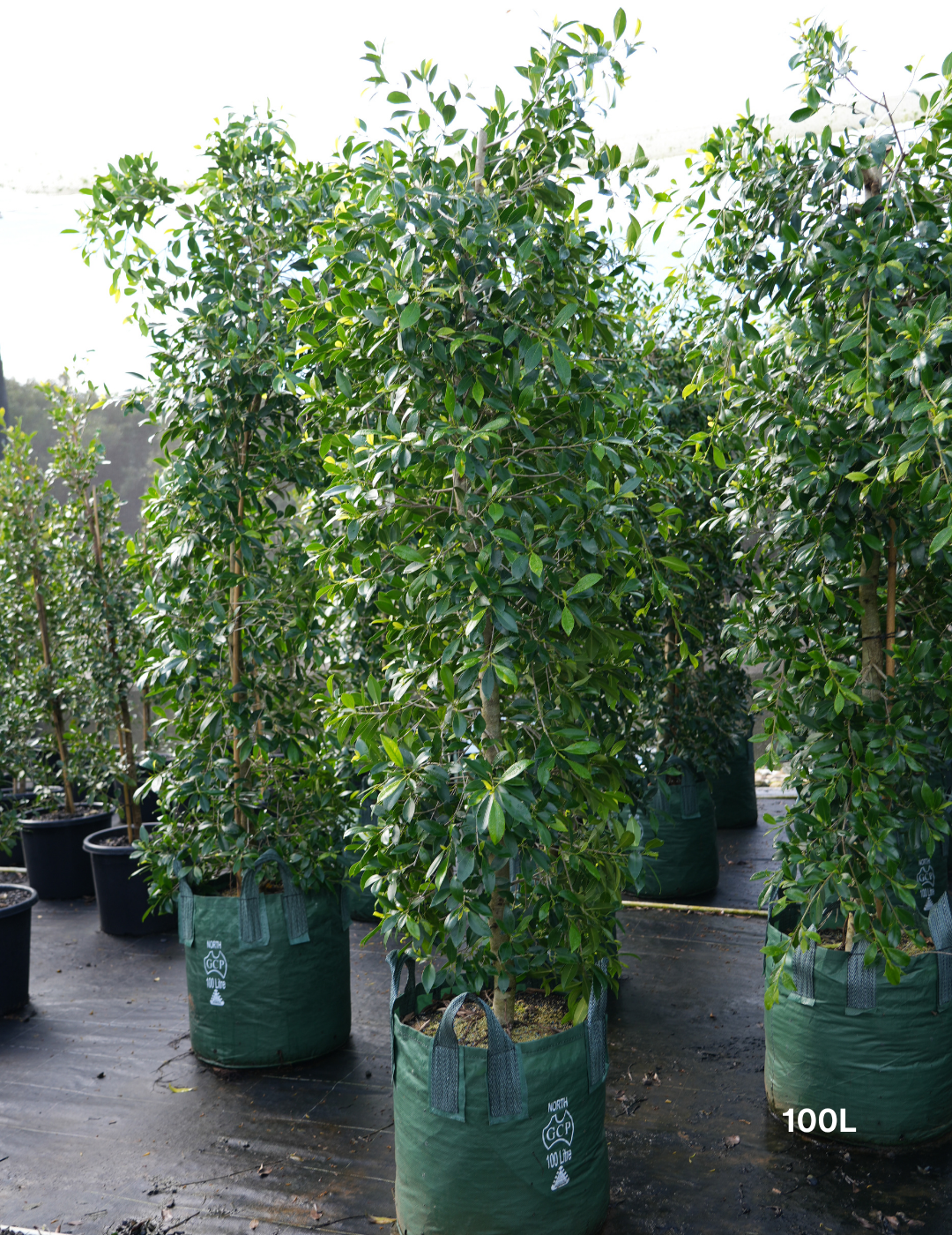 Ficus Hillii - Evergreen Trees Direct