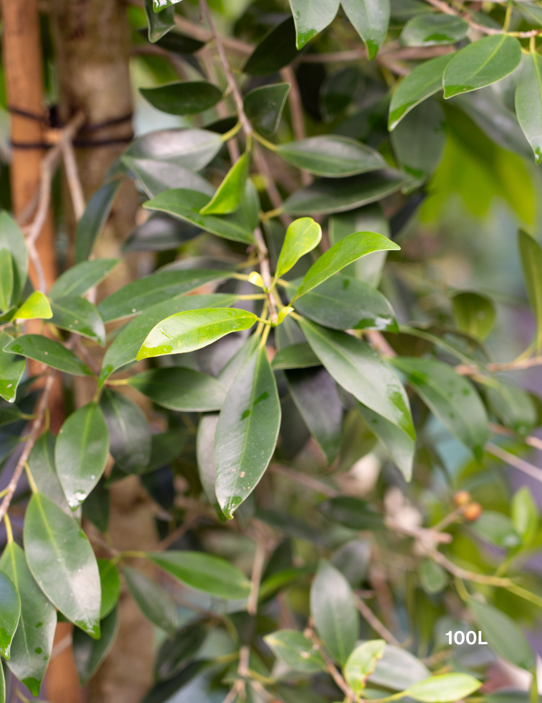 Ficus Hillii