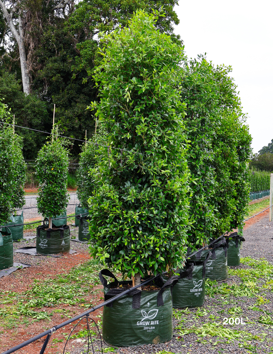 Ficus Hillii - Evergreen Trees Direct