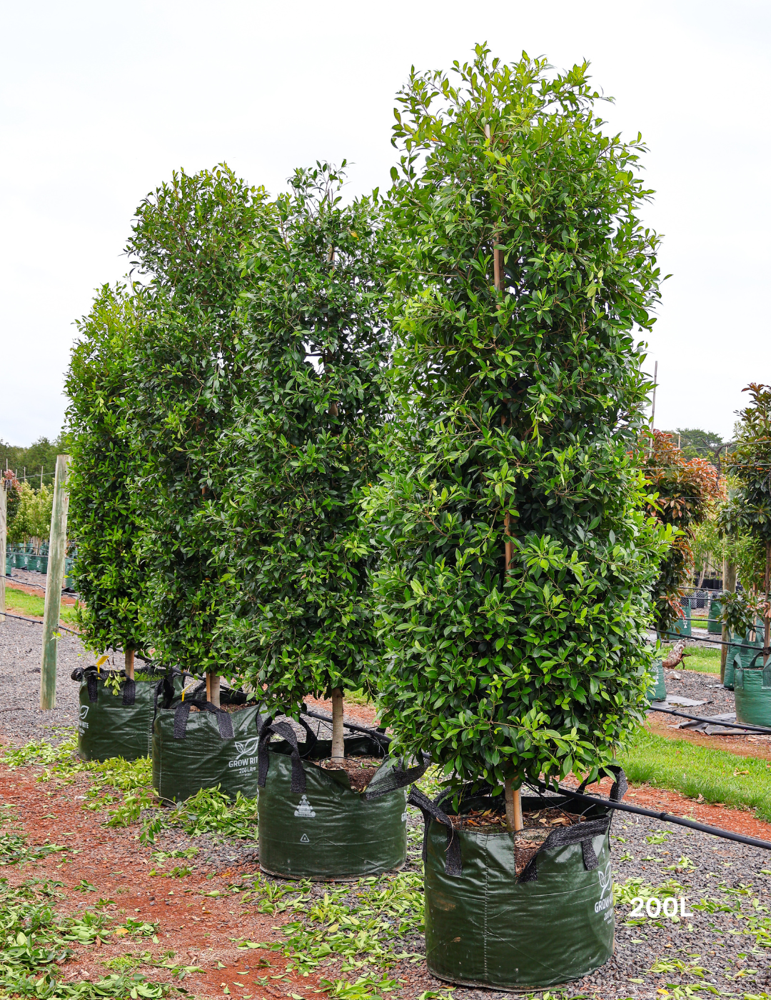 Ficus Hillii - Evergreen Trees Direct