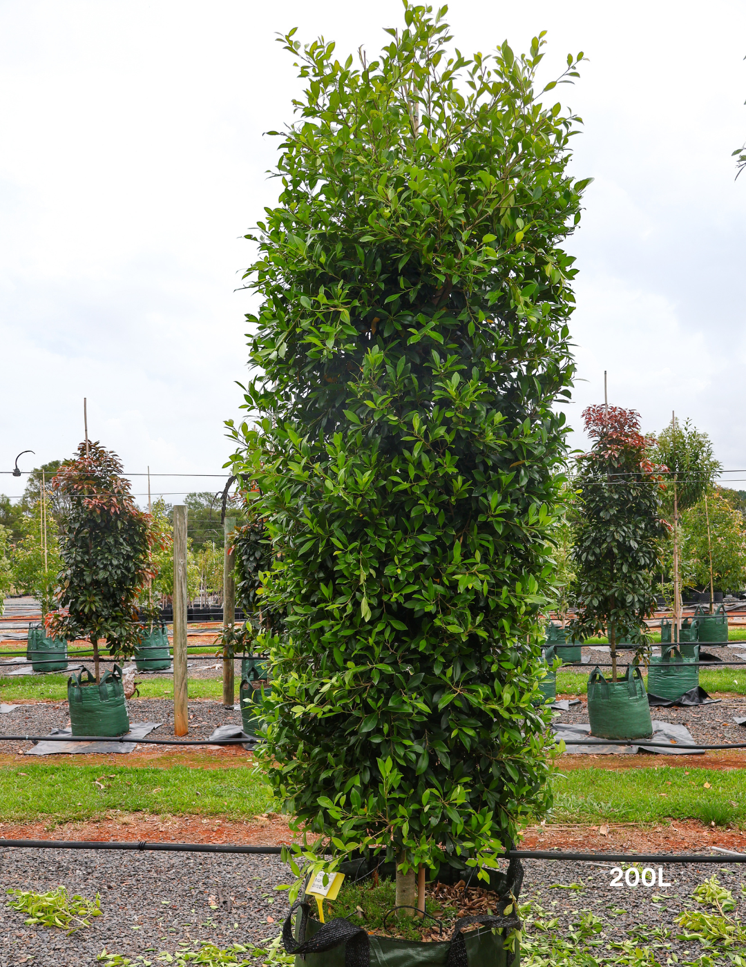 Ficus Hillii - Evergreen Trees Direct