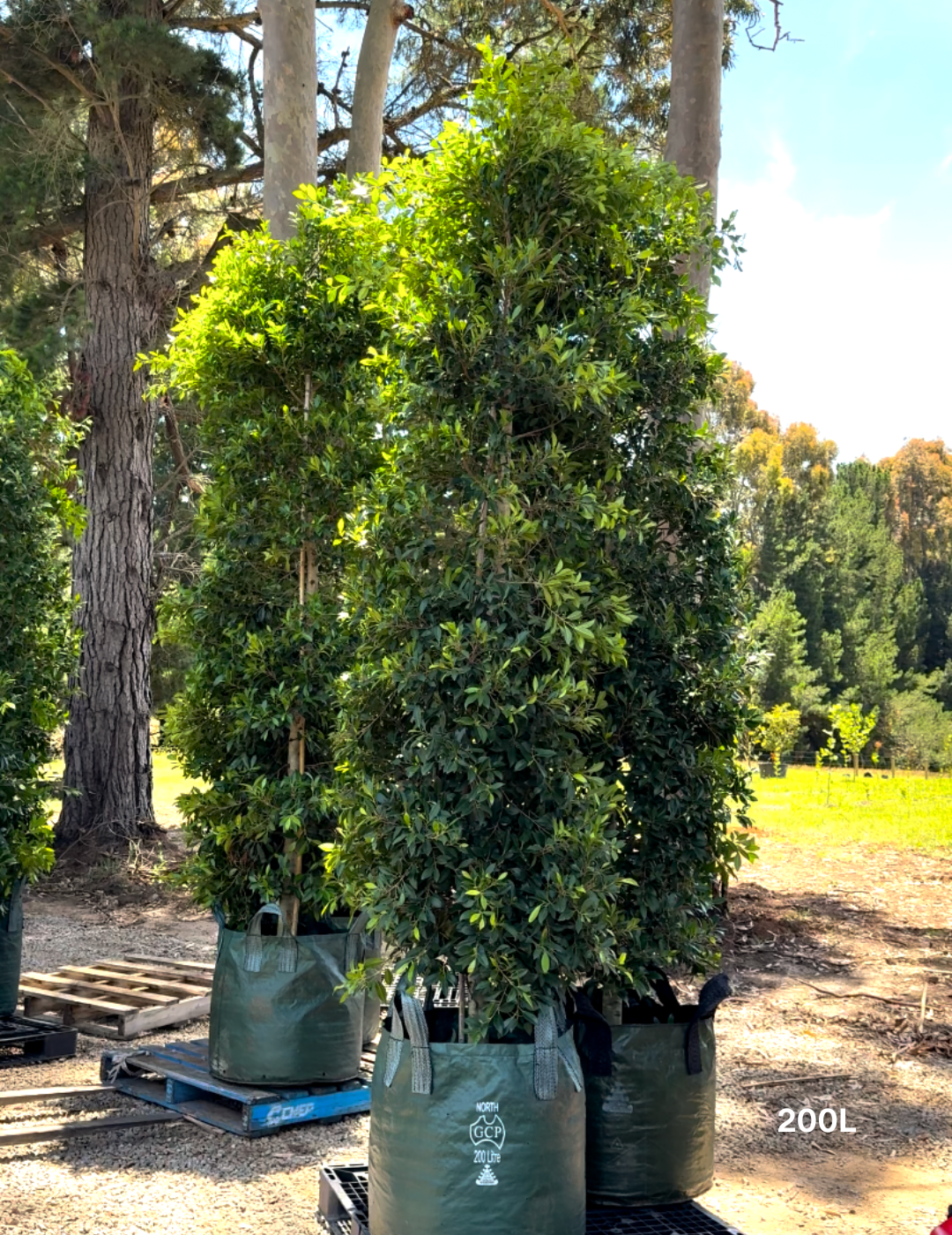 Ficus Hillii - Evergreen Trees Direct