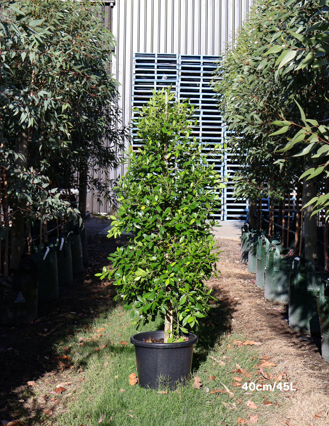 Ficus Hillii - Evergreen Trees Direct