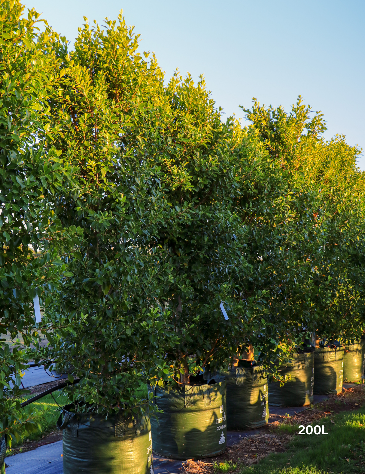 Ficus Hillii Flash - Evergreen Trees Direct
