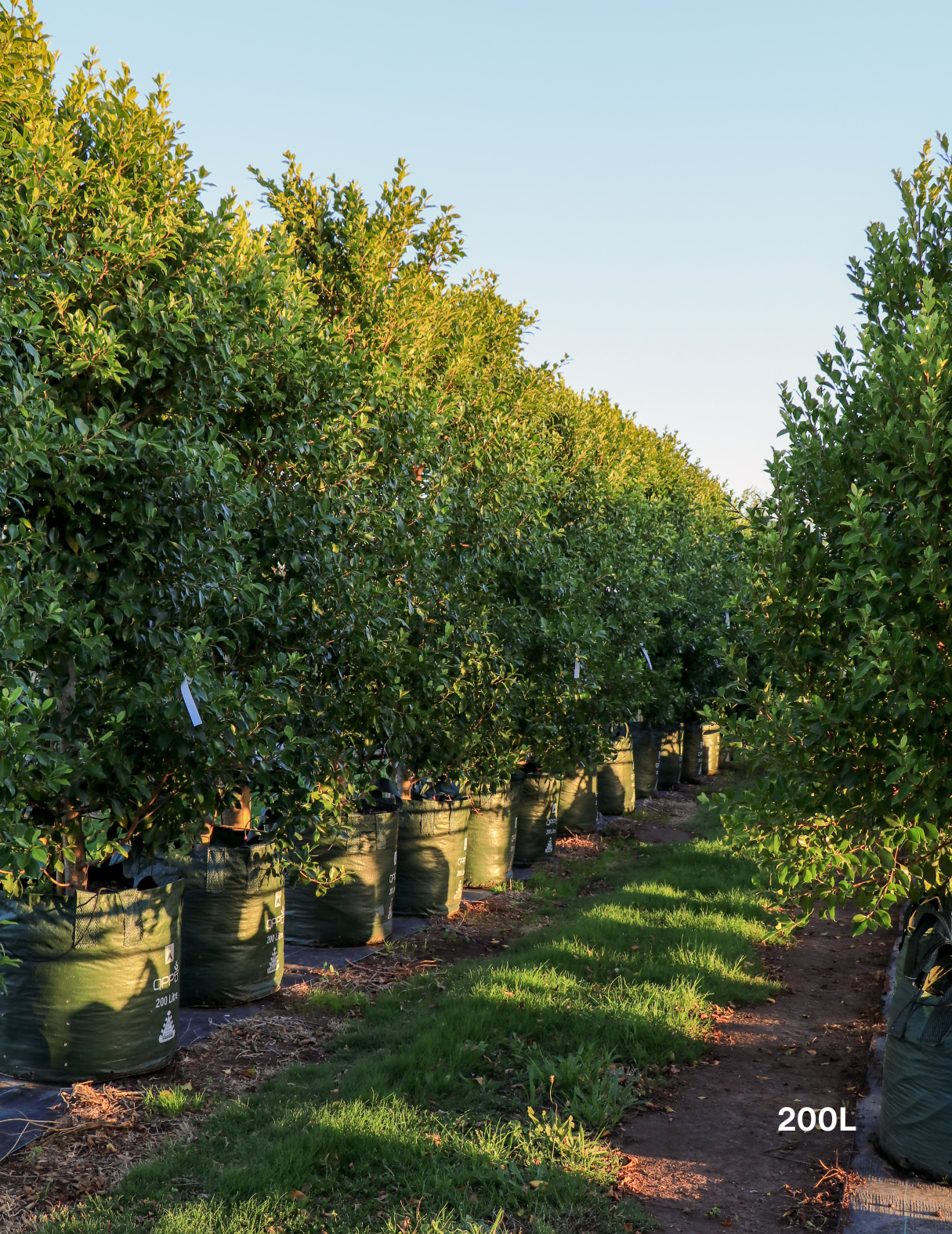 Ficus Hillii Flash - Evergreen Trees Direct