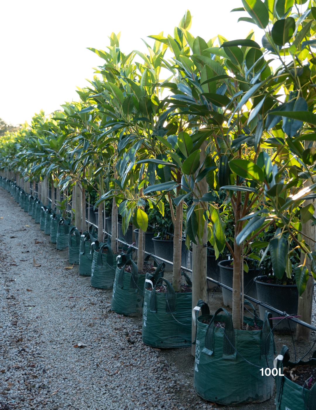 Ficus Macrophylla - Moreton Bay Fig - Evergreen Trees Direct