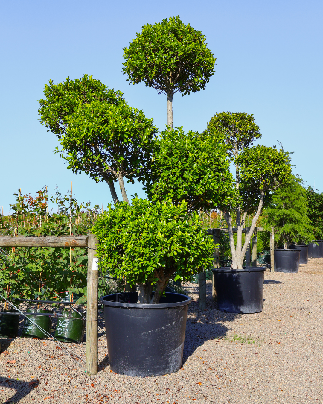 Ficus Cloud