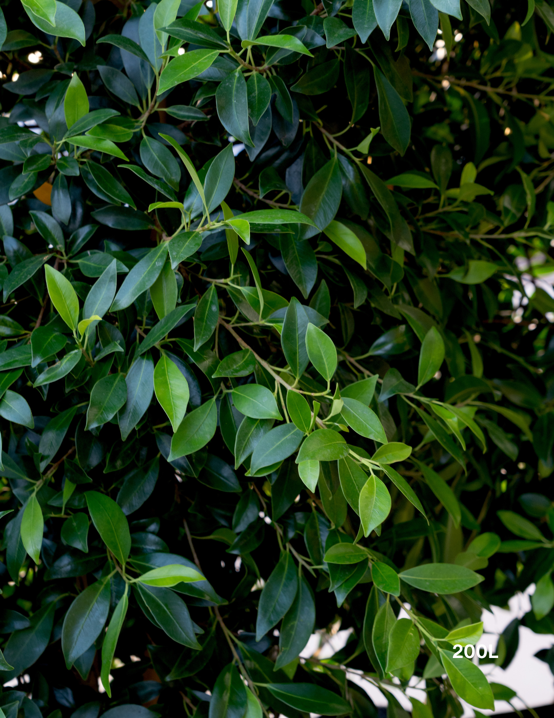 Ficus Hillii