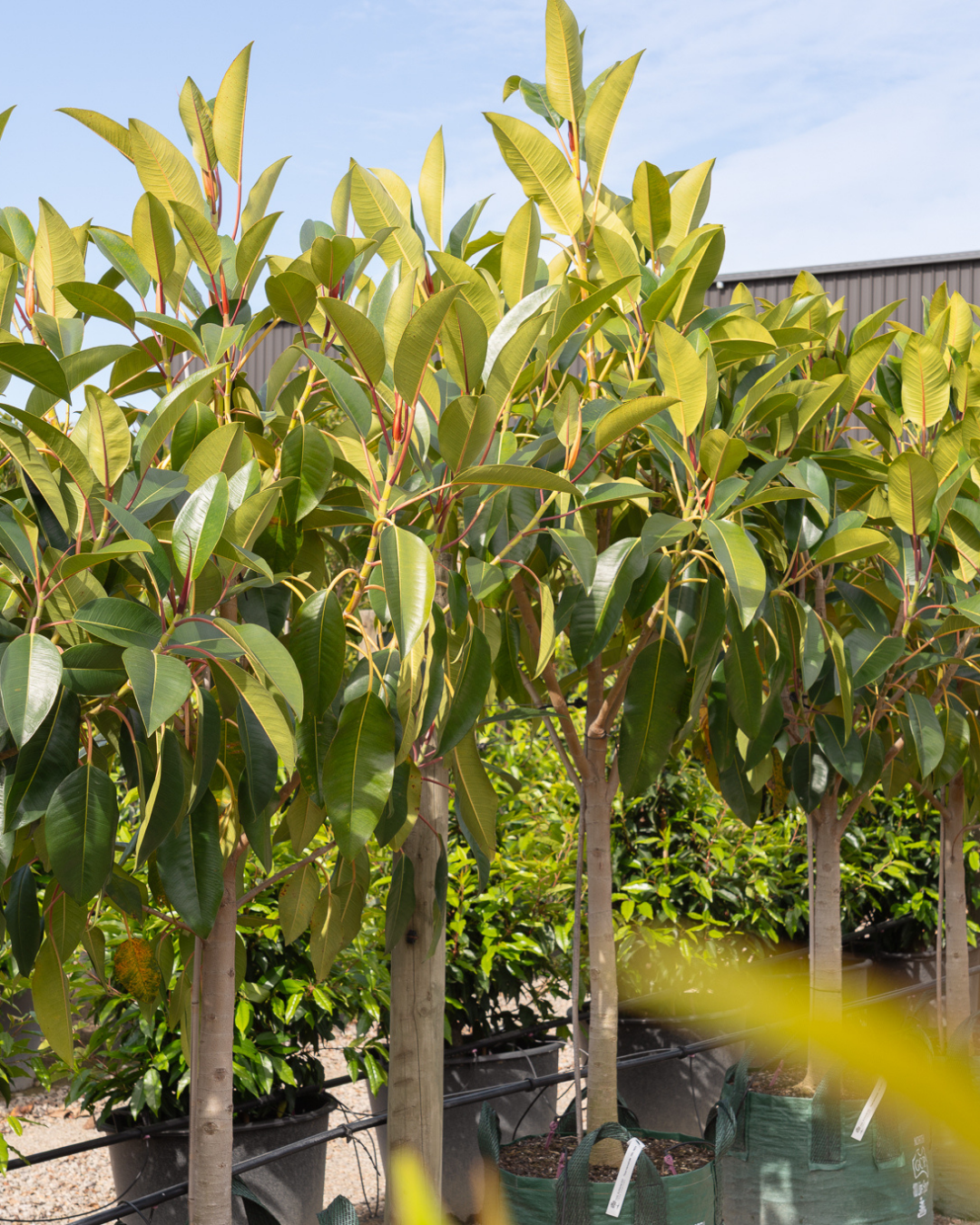 Ficus Macrophylla - Moreton Bay Fig