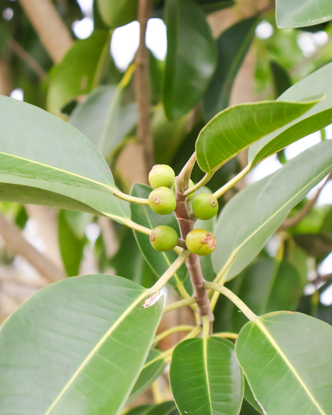 Ficus rubiginosa Port Jackson Fig