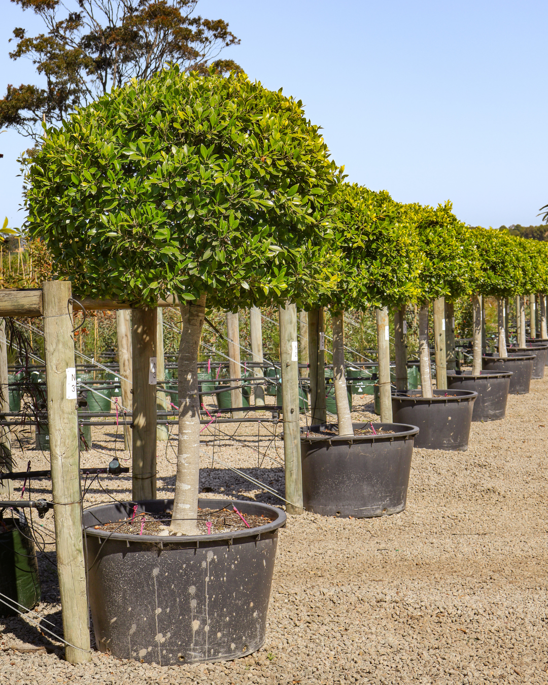 Ficus hillii Standard