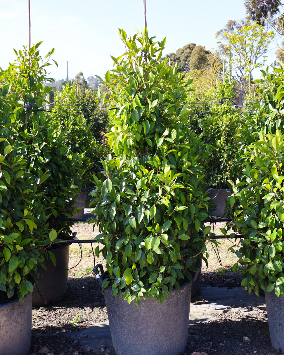 Ficus obliqua 'Figaro'