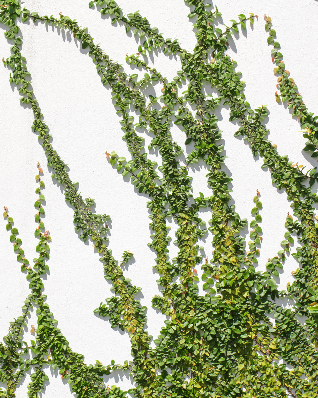 Ficus pumila – Creeping Fig