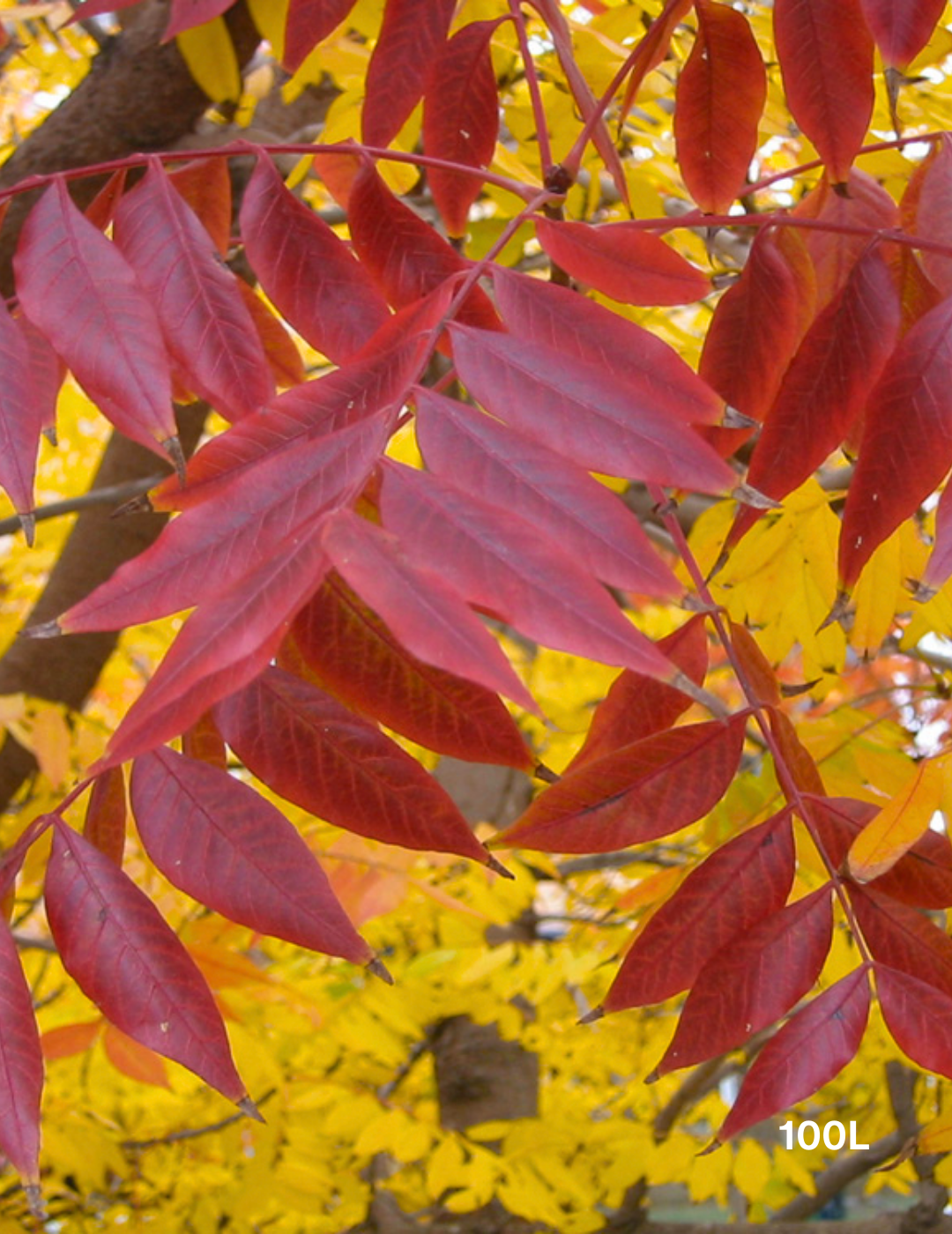 Fraxinus angustifolia 'Raywoodii' - Evergreen Trees Direct