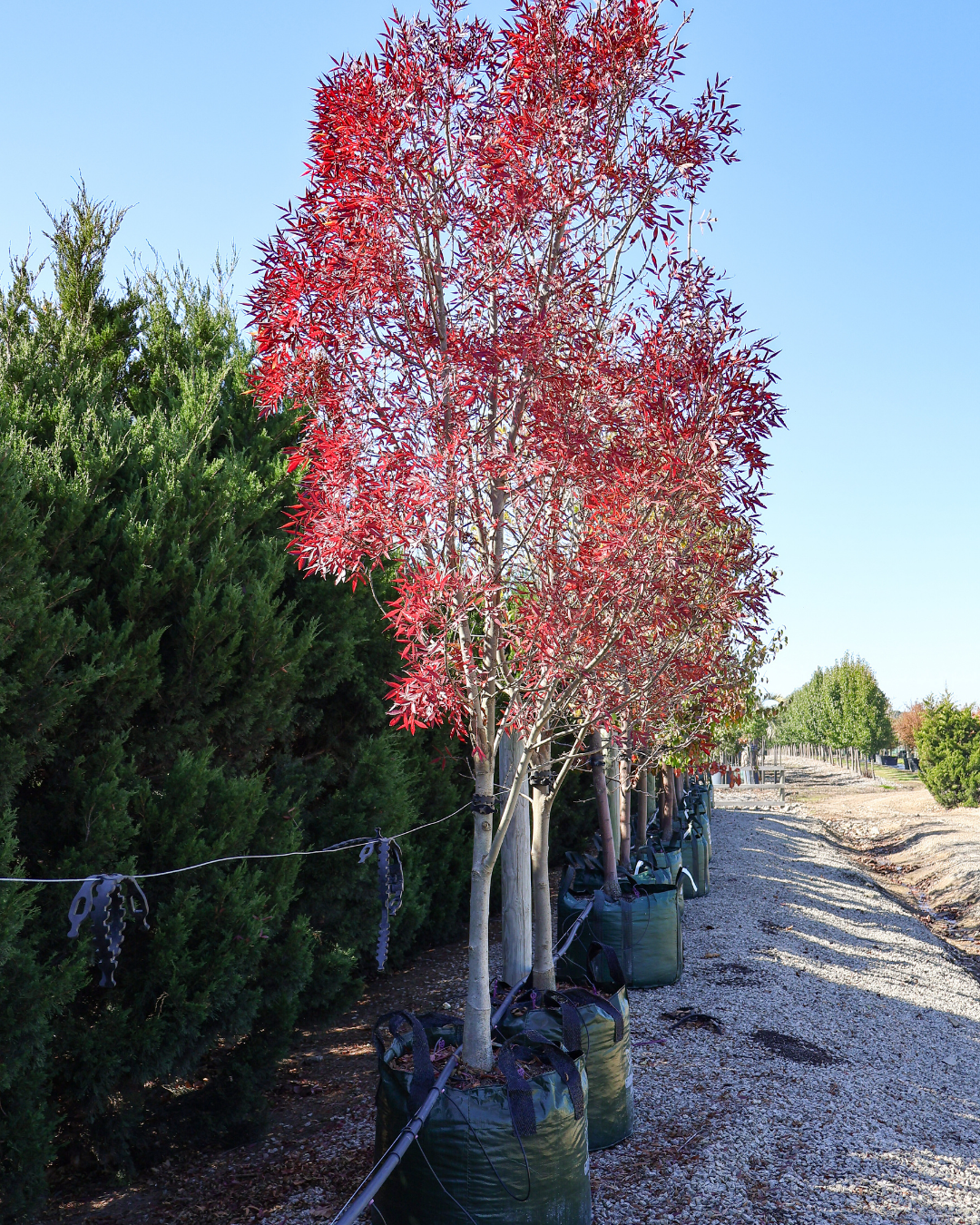 Fraxinus angustifolia 'Raywoodii'