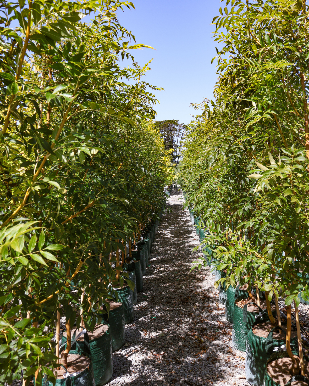 Fraxinus excelsior 'Aurea'