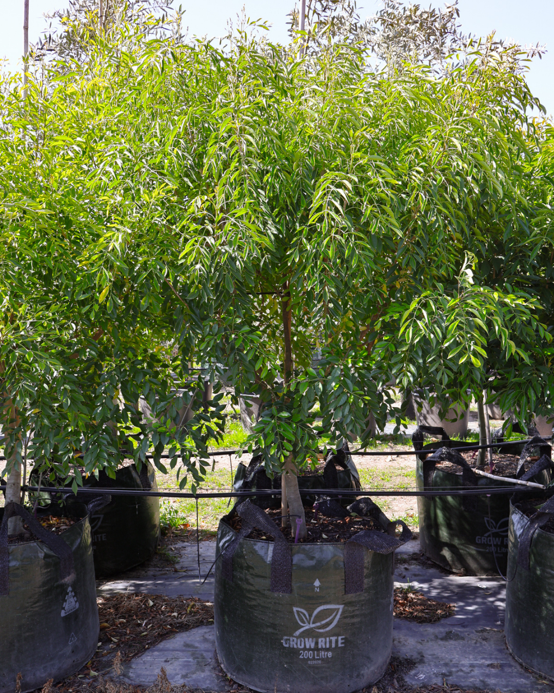 Fraxinus griffithii