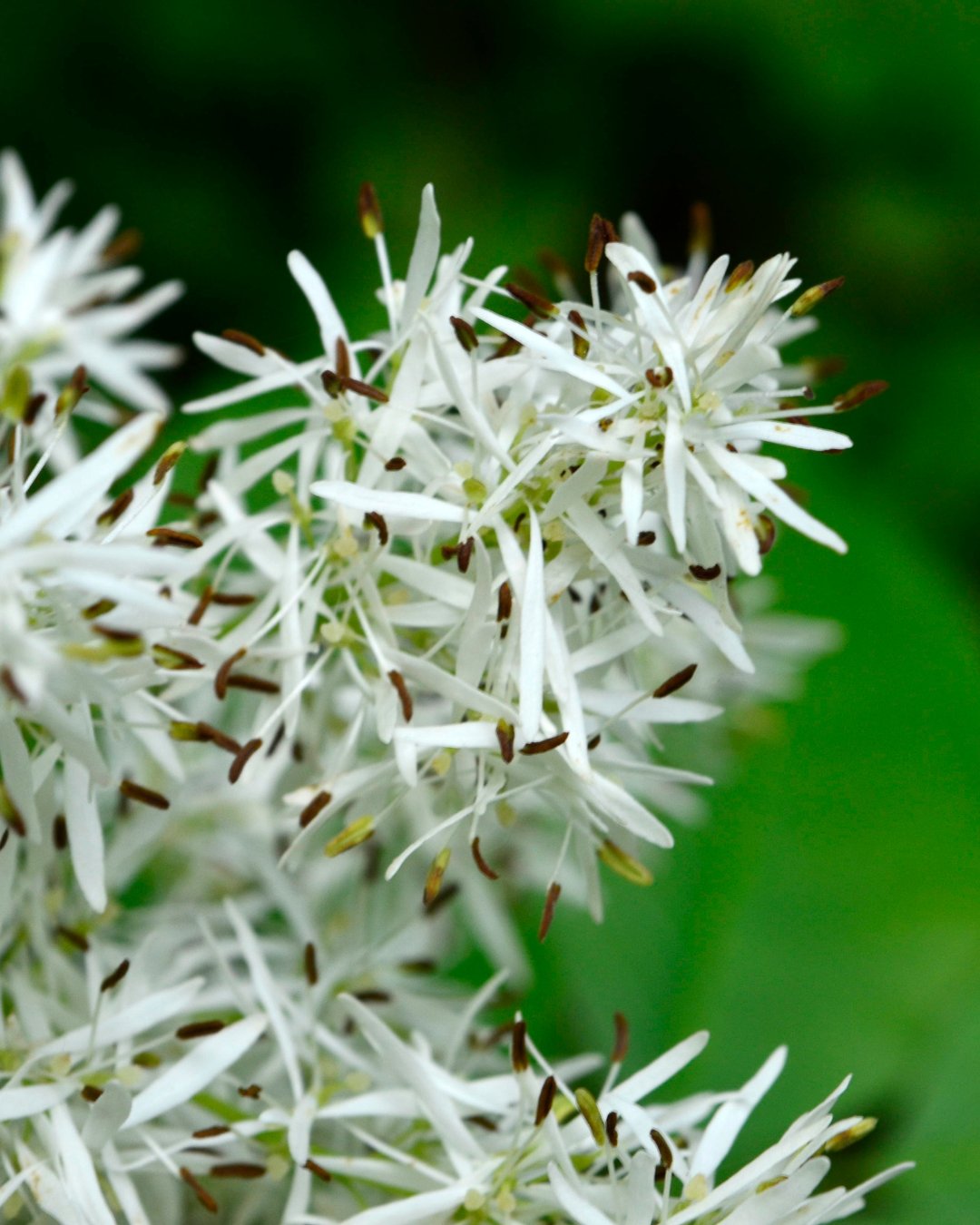 Fraxinus ornus