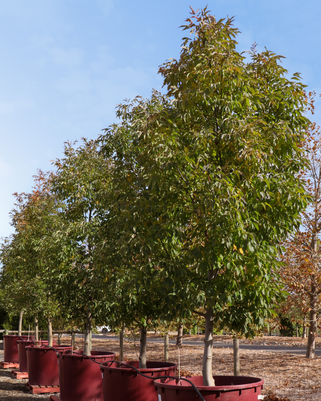 Fraxinus pennsylvanica 'Cimmaron'