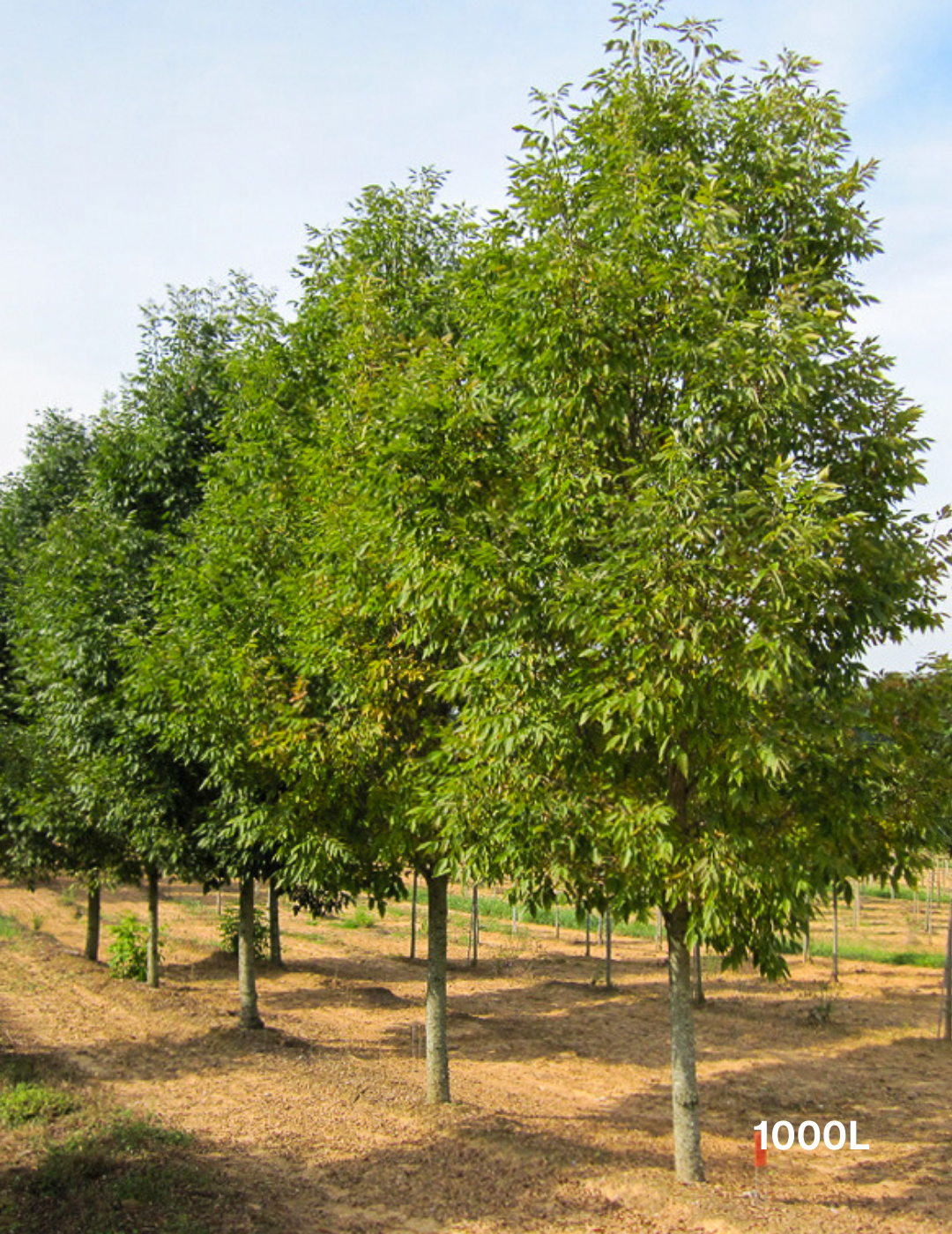 Fraxinus pennsylvanica 'Cimmaron' - Evergreen Trees Direct