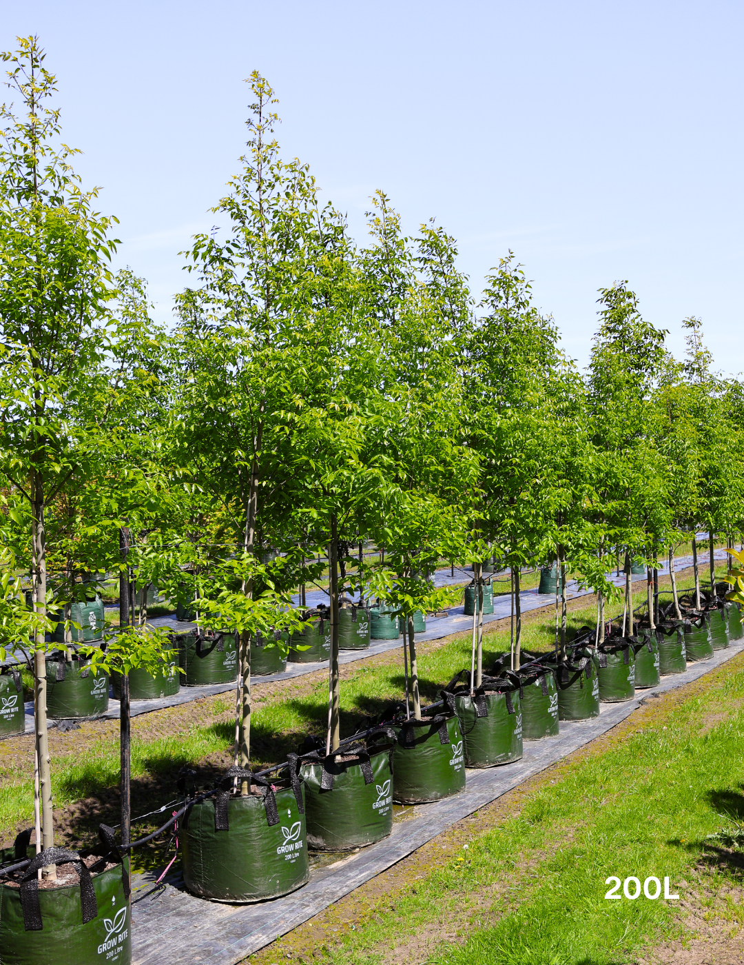 Fraxinus pennsylvanica 'Cimmaron' - Evergreen Trees Direct