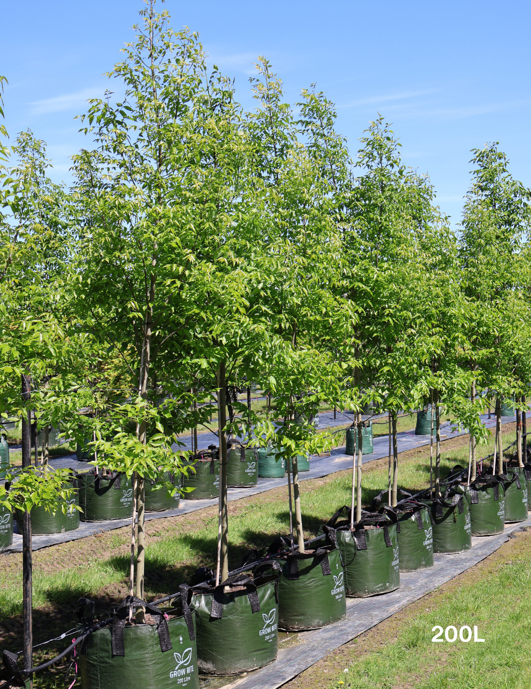 Fraxinus pennsylvanica 'Cimmaron' - Evergreen Trees Direct