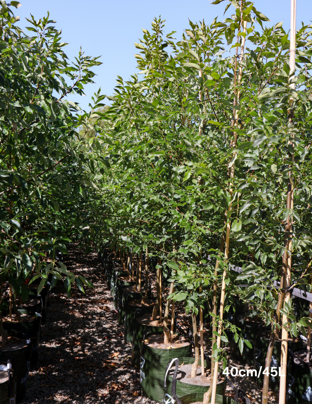 Fraxinus pennsylvanica 'Cimmaron' - Evergreen Trees Direct