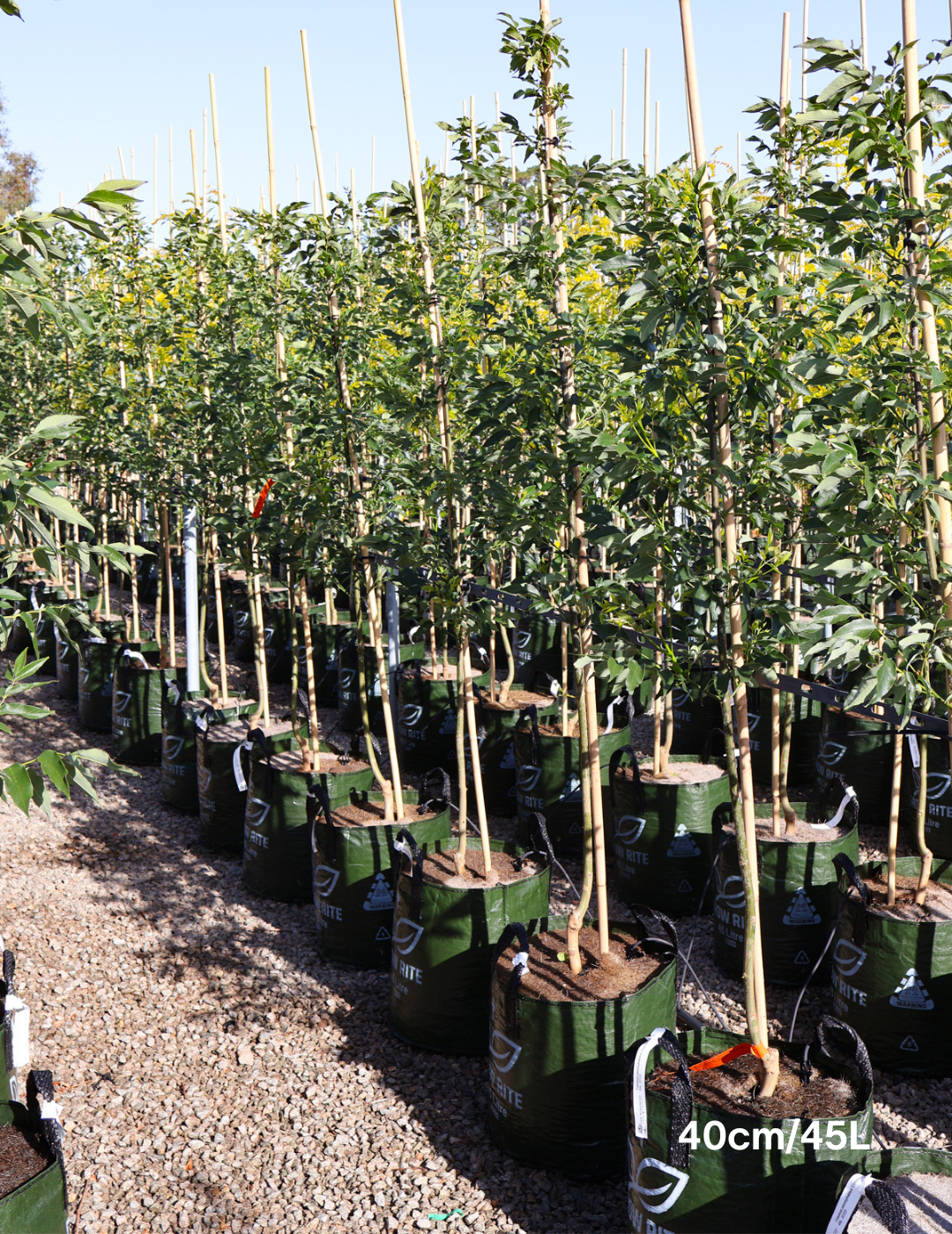 Fraxinus pennsylvanica 'Cimmaron' - Evergreen Trees Direct